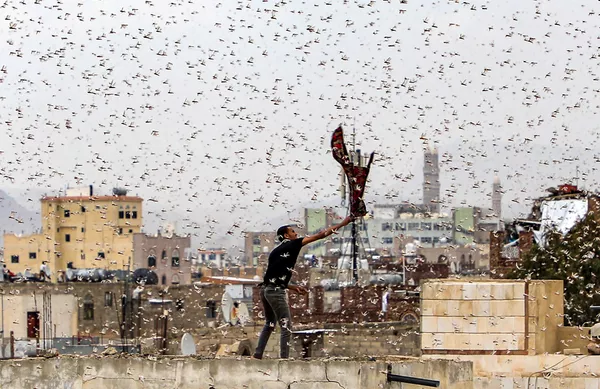 Người đàn ông thử bắt đám châu chấu bay qua thủ đô Sanaa của Yemen Người đàn ông thử bắt đám châu chấu bay qua thủ đô Sanaa của Yemen - Sputnik Việt Nam