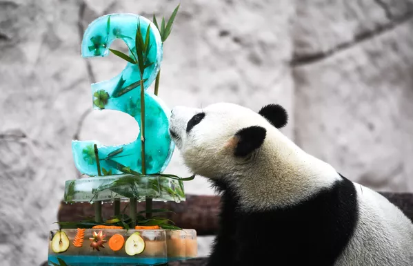Gấu trúc Zhui kỷ niệm sinh nhật trong Vườn thú Matxcơva Gấu trúc Zhui kỷ niệm sinh nhật trong Vườn thú Matxcơva - Sputnik Việt Nam