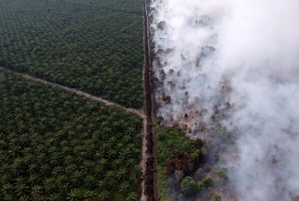 Quang cảnh đám cháy rừng ở Indonesia nhìn từ trên cao - Sputnik Việt Nam