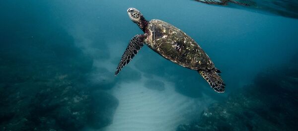 con rùa con rùa - Sputnik Việt Nam