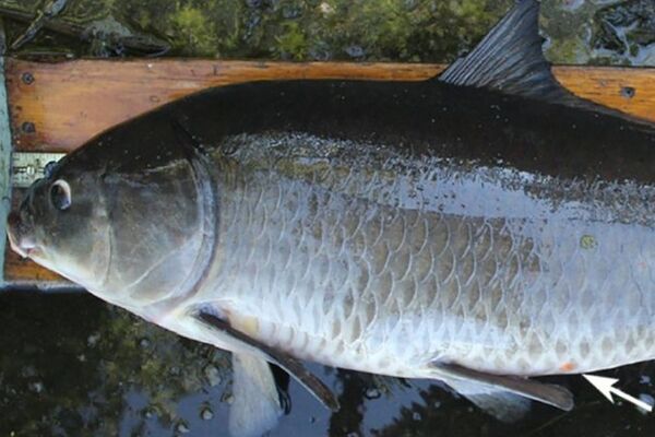 Lần đầu tiên bắt được con cá kỷ lục 112 tuổi - Sputnik Việt Nam