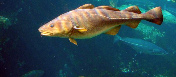 Con cá. - Sputnik Việt Nam