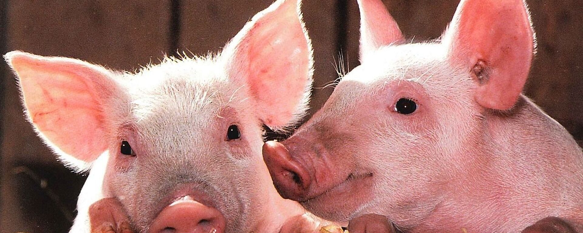 Con heo - Sputnik Việt Nam, 1920, 16.07.2025