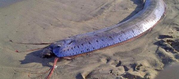 Vua cá trích  - Sputnik Việt Nam