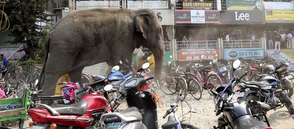Mọi người đang trốn khỏi một con voi, đang đi dọc theo đường phố tại Siliguri (Ấn Độ) - Sputnik Việt Nam