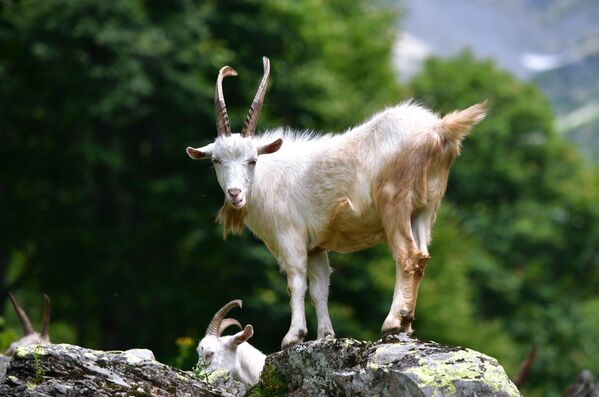 Dê núi trong công viên quốc gia Ritsa ở Abkhazia - Sputnik Việt Nam