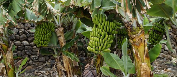 Cây chuối - Sputnik Việt Nam