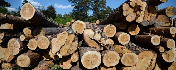 Gỗ - Sputnik Việt Nam