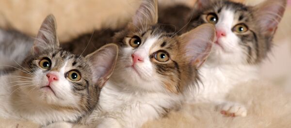 Ba chú mèo con Ba chú mèo con - Sputnik Việt Nam