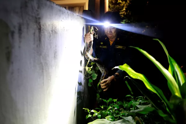 Lính cứu hỏa Pinyo Pukpinyo khi bắt một con trăn ở Bangkok Lính cứu hỏa Pinyo Pukpinyo khi bắt một con trăn ở Bangkok - Sputnik Việt Nam