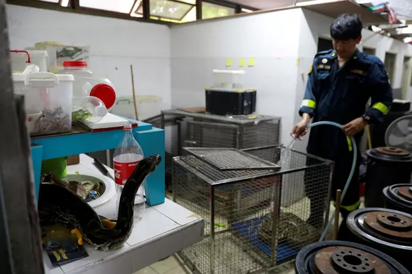 Làm sạch chuồng rắn tại trạm cứu hỏa ở Bangkok, Thái Lan Làm sạch chuồng rắn tại trạm cứu hỏa ở Bangkok, Thái Lan - Sputnik Việt Nam