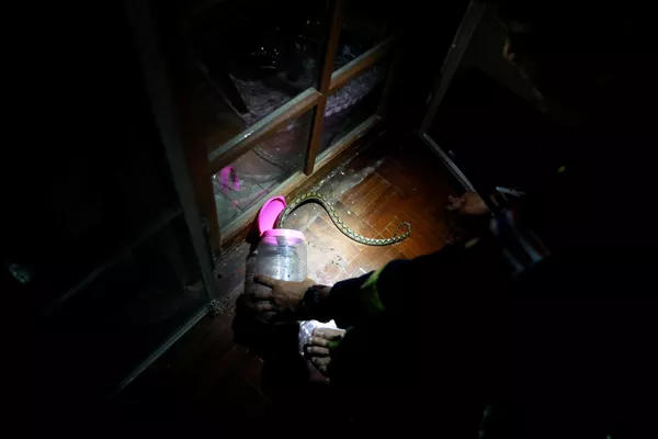 Lính cứu hỏa Pinyo Pukpinyo bắt trăn tại nhà ở Bangkok, Thái Lan Lính cứu hỏa Pinyo Pukpinyo bắt trăn tại nhà ở Bangkok, Thái Lan - Sputnik Việt Nam