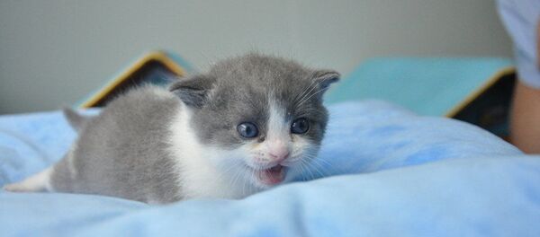 Con mèo vô tính Con mèo vô tính - Sputnik Việt Nam