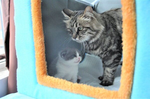 Nhân bản thú cưng đang ngày càng trở nên phổ biến ở Trung Quốc Nhân bản thú cưng đang ngày càng trở nên phổ biến ở Trung Quốc - Sputnik Việt Nam