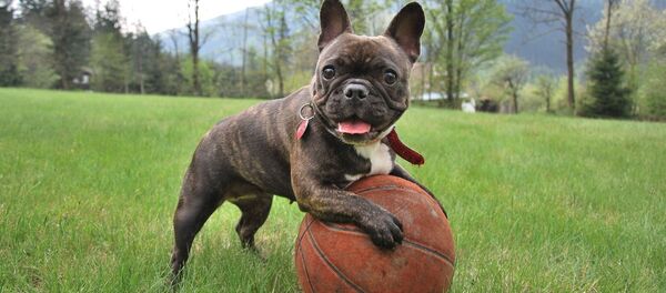  Con chó giống bulldog Pháp - Sputnik Việt Nam