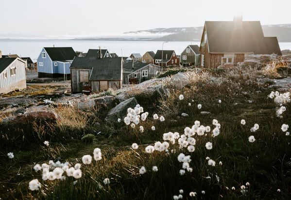 Những bông hoa trắng trên nền nhà gỗ ở Greenland - Sputnik Việt Nam