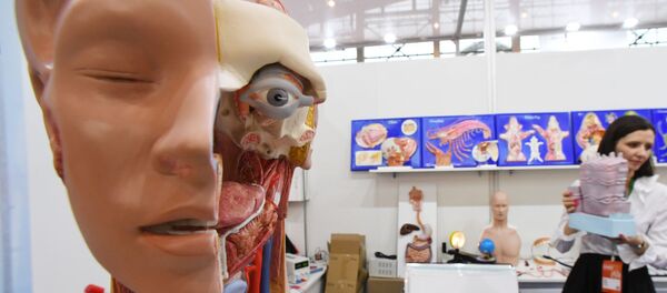 Mô hình con người - Sputnik Việt Nam