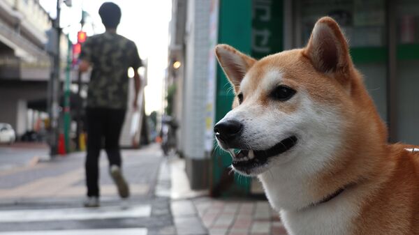 Chú chó Shiba Inu - Sputnik Việt Nam