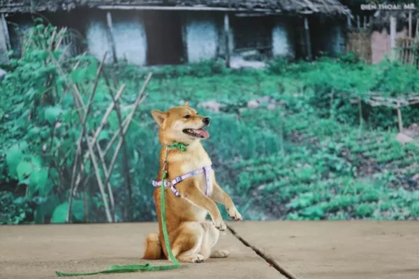 Nhà sản xuất lên tiếng về tranh cãi chọn chó Nhật Shiba Inu đóng Cậu Vàng Nhà sản xuất lên tiếng về tranh cãi chọn chó Nhật Shiba Inu đóng Cậu Vàng - Sputnik Việt Nam