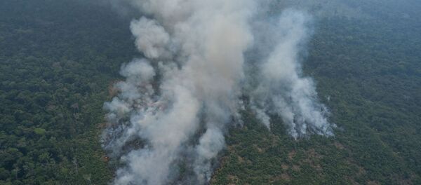 Rừng Amazon. Rừng Amazon. - Sputnik Việt Nam