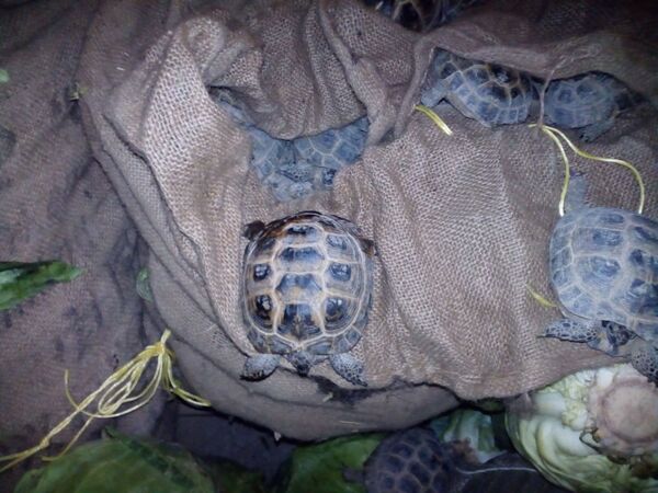 Cảnh sát Nga suốt tháng phải chăm 4.000 con rùa - Sputnik Việt Nam