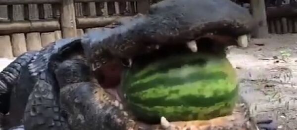 Cá sấu - Sputnik Việt Nam