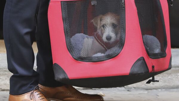 Chó con Jack Russell Terrier (tên là Dylin), mà Thủ tướng Anh, ông Vladimir Johnson đã lấy từ nơi trú ẩn - Sputnik Việt Nam