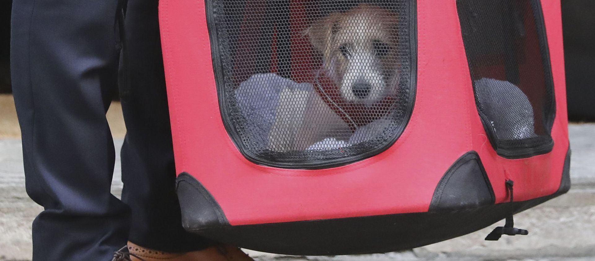 Chó con Jack Russell Terrier (tên là Dylin), mà Thủ tướng Anh, ông Vladimir Johnson đã lấy từ nơi trú ẩn - Sputnik Việt Nam, 1920, 04.09.2019