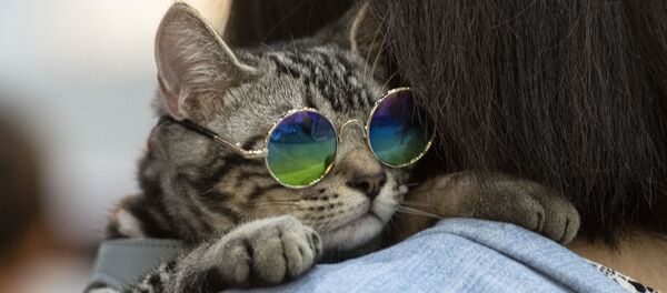 Chú mèo đeo kính tại Giải vô địch Pet Expo ở Bangkok Chú mèo đeo kính tại Giải vô địch Pet Expo ở Bangkok - Sputnik Việt Nam