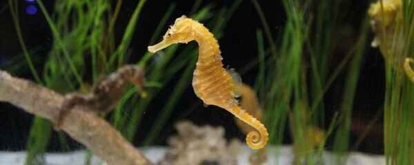 Cá ngựa. Cá ngựa. - Sputnik Việt Nam