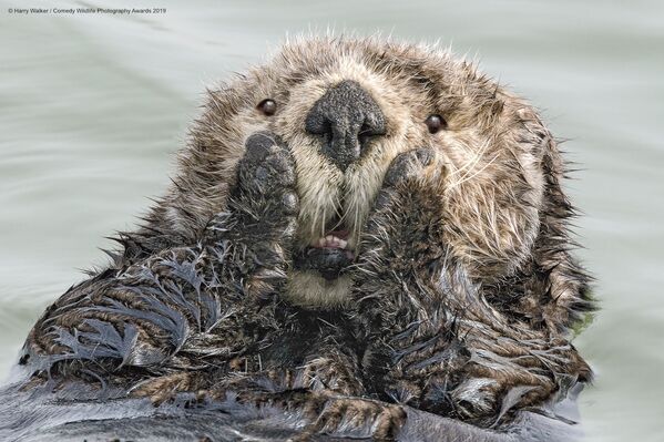 Ảnh Oh My (Chúa ơi) của Harry M. Walker, một trong những người vào chung kết cuộc thi Comedy Wildlife Photography Awards 2019 - Sputnik Việt Nam