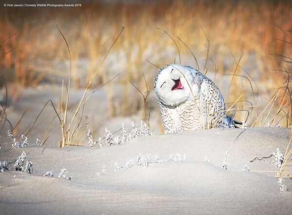 Ảnh Holly Jolly Snowy của nhiếp ảnh gia Mỹ Vicki Jauron, trong danh sách chung kết cuộc thi Comedy Wildlife Photography Awards 2019 - Sputnik Việt Nam