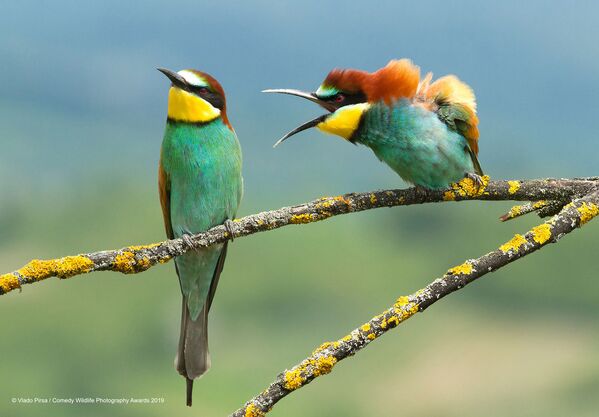 Ảnh Family disagreement (Cãi cọ trong nhà) của nhiếp ảnh gia Croatia Vlado Pirsa, trong danh sách chung kết cuộc thi Comedy Wildlife Photography Awards 2019 - Sputnik Việt Nam