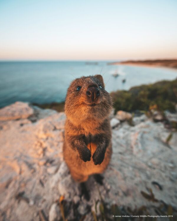 Ảnh  Excuse Me! (Xin thứ lỗi!) của nhiếp ảnh gia Australia James Vodicka, lọt vào chung kết cuộc thi Comedy Wildlife Photography Awards 2019 - Sputnik Việt Nam