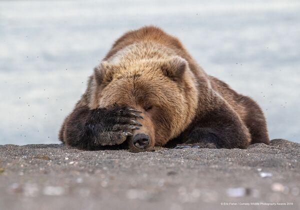 Ảnh Monday Morning Blues (Sáng thứ Hai) của nhiếp ảnh gia Mỹ Eric Fisher, lọt vào chung kết cuộc thi Comedy Wildlife Photography Awards 2019 - Sputnik Việt Nam