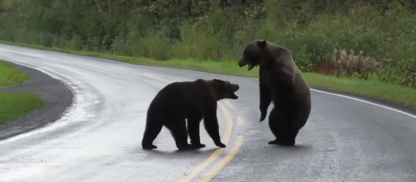 Quay video về cuộc chiến của hai con gấu xám trên đường Quay video về cuộc chiến của hai con gấu xám trên đường - Sputnik Việt Nam