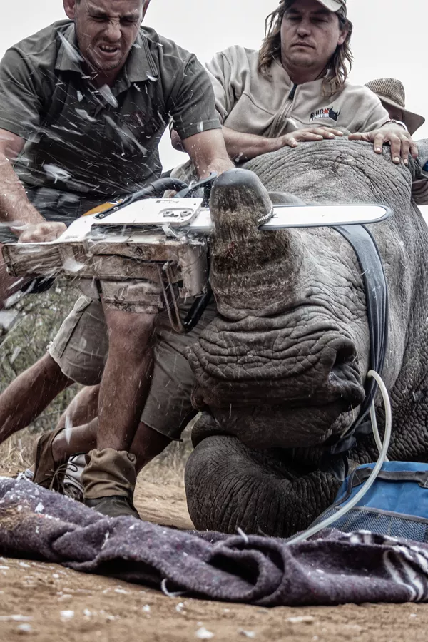 Bức ảnh Desperate Measures của nhiếp ảnh gia Neville Ngomane, đoạt giải hạng mục Young Environmental Photographer trong khuôn khổ cuộc thi The Environmental Photographer of the Year 2019 Bức ảnh Desperate Measures của nhiếp ảnh gia Neville Ngomane, đoạt giải hạng mục Young Environmental Photographer trong khuôn khổ cuộc thi The Environmental Photographer of the Year 2019