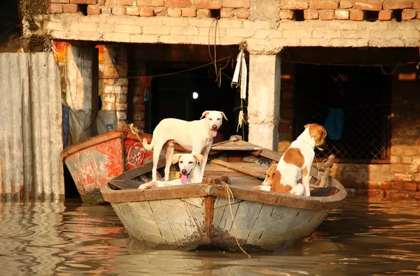 Con chó trong chiếc thuyền gần ngôi nhà bị ngập bên bờ sông Yamuna ở Allahabad, Ấn Độ Con chó trong chiếc thuyền gần ngôi nhà bị ngập bên bờ sông Yamuna ở Allahabad, Ấn Độ - Sputnik Việt Nam