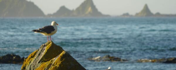 Chim hải âu trên mũi Vasin của đảo Urup - hòn đảo thuộc nhóm đảo phía nam quần đảo Kuril - Sputnik Việt Nam