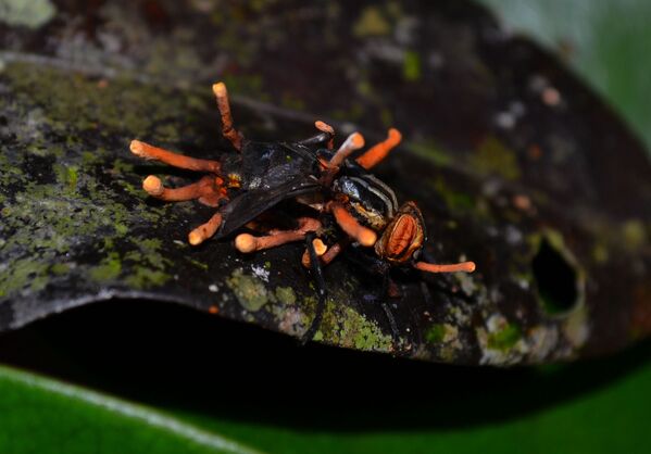 Nấm đông (Cordyceps) trùng hạ thảo  - Sputnik Việt Nam