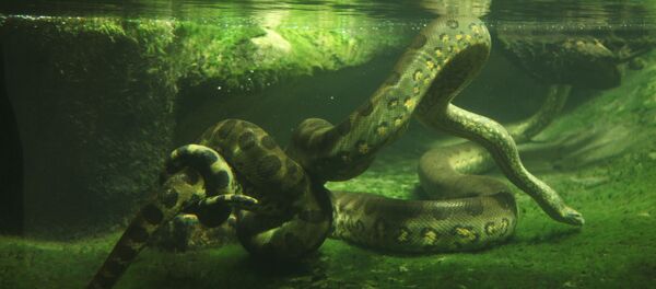 Trăn anaconda xanh - Sputnik Việt Nam