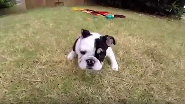 Bulldog hai chân trở thành ngôi sao Internet - Sputnik Việt Nam