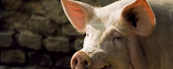 Свинья - Sputnik Việt Nam