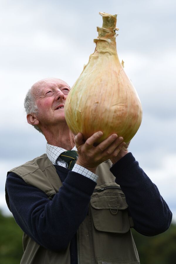 Peter Glazebrook với củ hành tây nặng 6,6 kg,  giành chiến thắng trong cuộc thi rau tại Triển lãm hoa mùa thu ở Harrogate, 2017 - Sputnik Việt Nam