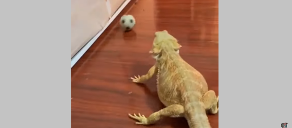 Cầu thủ bóng đá thằn lằn chinh phục Internet - Sputnik Việt Nam