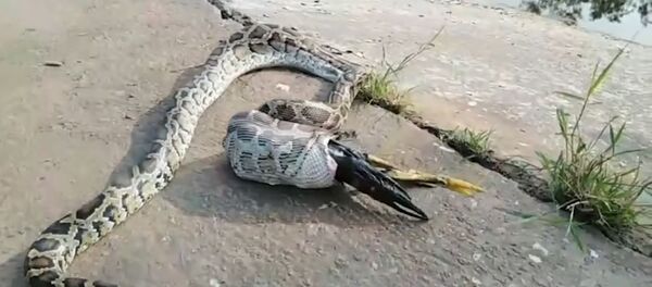 Con trăn khổng lồ nuốt chửng con gà ngay trước mắt người nông dân - Sputnik Việt Nam