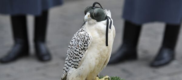 Сon chim ưng Kamchatka Сon chim ưng Kamchatka - Sputnik Việt Nam