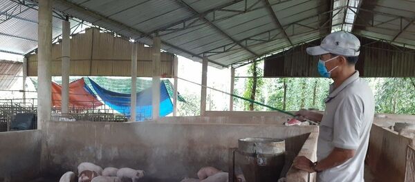 Ông Phạm Minh Hiền, ấp Liên Sơn, xã Xà Bang (Châu Đức, Bà Rịa - Vũng Tàu) phun xịt khử trùng phòng tránh dịch tả lợn châu Phi cho đàn lợn của gia đình. - Sputnik Việt Nam