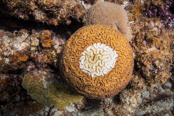 San hô loài Diploria labyrinthiformis - Sputnik Việt Nam