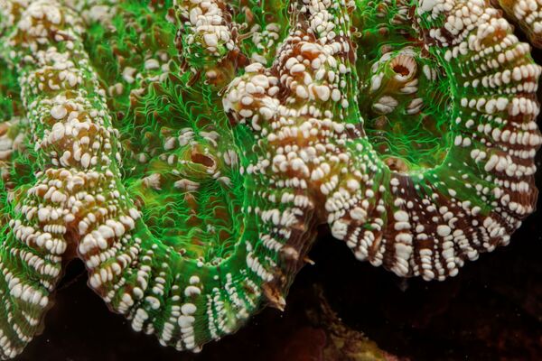 Polyp san hô Mycetophyllia alicia - Sputnik Việt Nam